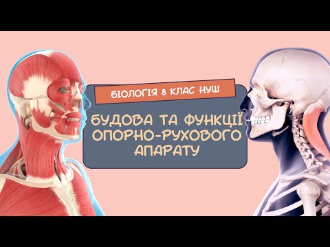 Біологія 8 клас НУШ  Будова та функції опорно-рухового апарату