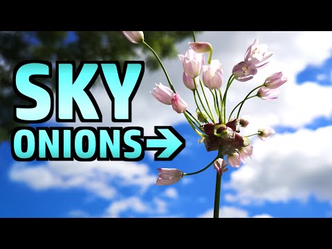 Allium Roseum - Foraging, cooking and eating - Sky Onions