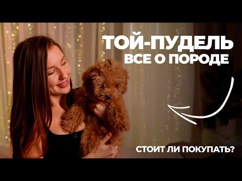 Той-пудель - все о породе! Кому подойдет? | Стоит ли покупать? Как дрессировать собаку? |  Мой опыт.