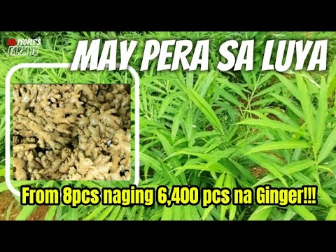 Vlog #108 Paano Magparami ng LUYA | MAY PERA SA LUYA!!! #farmingbusinessideas
