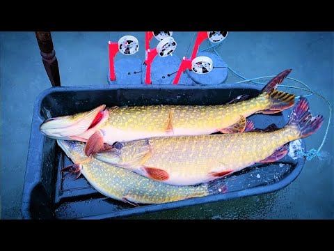 ТУТ ЩУКИ БІЛЬШІ САНОК. Зимова рибалка на жерлиці на щуку