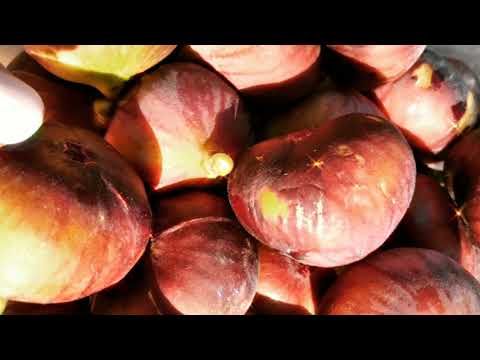 ИНЖИР. ФОРМИРОВКА КУСТА. Часть 2.