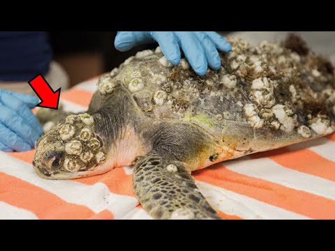 따개비는 정말 거북이에게 피해를 줄까? (반전주의) - 따개비 해부