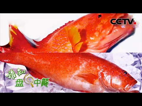 真假东星斑傻傻分不清！全身通红、味道鲜美、高颜值的"贵族"石斑鱼你吃对了吗？| CCTV「谁知盘中餐」20210426