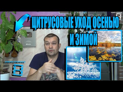 УХОД ЗА ЛИМОНОМ, МАНДАРИНОМ, АПЕЛЬСИНОМ ОСЕНЬЮ И ЗИМОЙ. ЦИТРУСОВЫЕ. ЭКЗОТИКА НА ПОДОКОННИКЕ