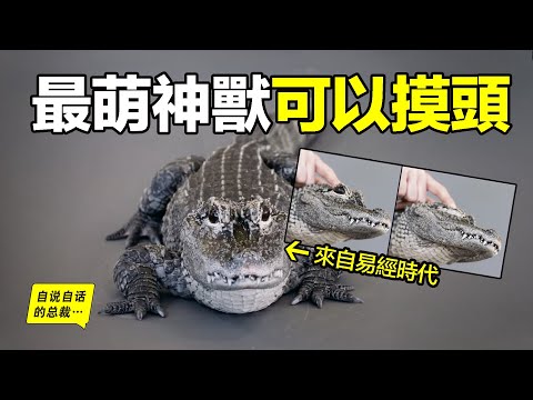 愛吃雪餅？打不過大鵝？喜歡被摸頭？原來，鱷魚也可以這麼萌……|自說自話的總裁