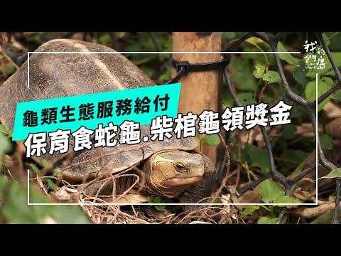 保護龜，領生態薪水｜生態服務給付還守護哪些物種？(公視我們的島 第1282集 2024-11-18)