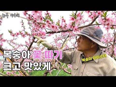 '이거 모르면 복숭아 작고, 맛 없어요' 복숭아 꽃 따기, 적화 방법 ㅣ How to Remove Peach Blossoms (Korea Agriculture)