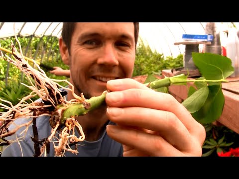 How to Grow Roses From Cuttings Fast and Easy | Rooting Rose Cuttings with a 2 Liter Soda Bottle #2