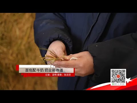 黑土地 20251127：面包配牛奶，奶業新賽道