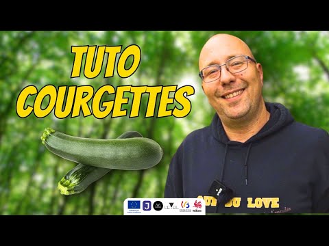 Tuto COURGETTES - Comment planter et réussir vos COURGETTES facilement !