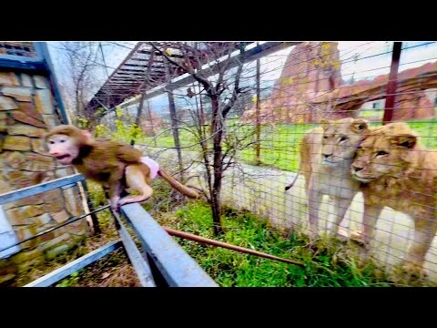 Anfisa simply DRAGONIZES the lion's "golden pride!!!"