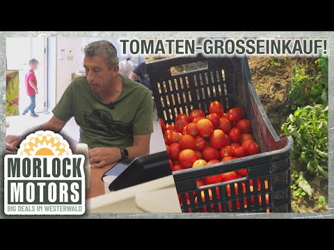 "Tomaten-Situation!" 🍅 Michael füllt Flugzeug mit Pomodori von Julies Familienfarm | Morlock Motors