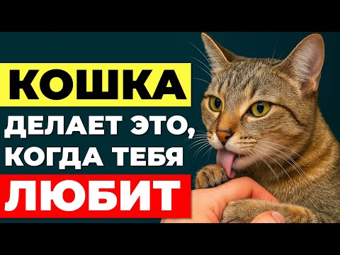 11 вещей, которые кошка делает, когда она тебя ЛЮБИТ (и ты даже не замечаешь)