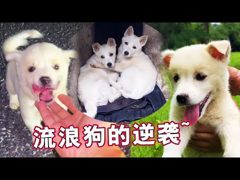 Diary of a stray dog, the dog picked up, lived in a pig shed for the first time, was bitten by a sn