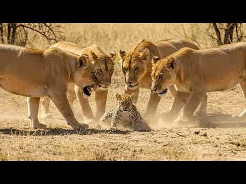 Leopard Cub Left Alone: Facing Its Final Fate in the Wild