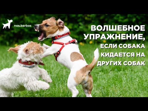 Волшебное упражнение, если собака кидается на других собак