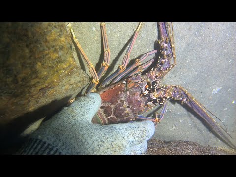 Diving under the sea to catch eels, crabs and sea cucumbers | Part 38