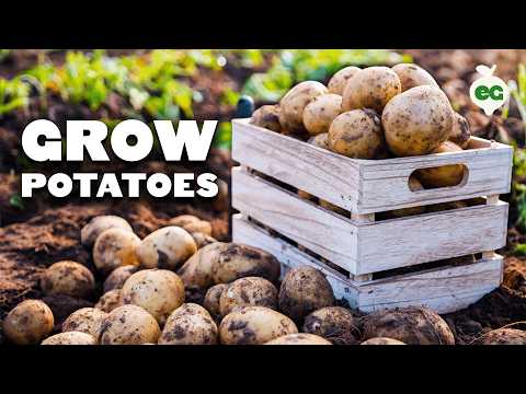 How to Grow EASY Potatoes (From Seed to Harvest) 🥔