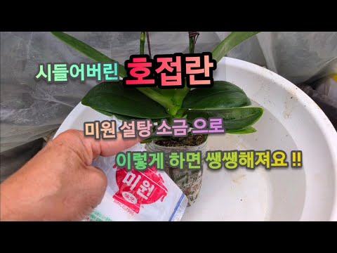 쭈글쭈글 시들어가는 호접란잎, 100원이면 쌩쌩하게 살릴수 있어요!!