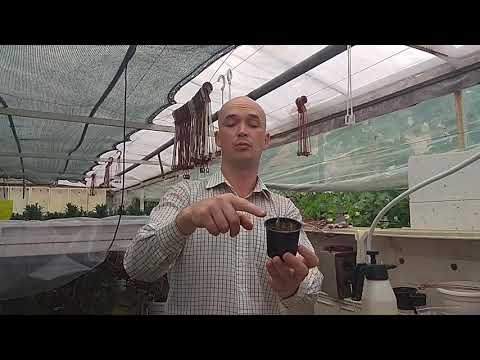 Заставляю ЦВЕСТИ и РАЗМНОЖАЮ Декабрист, Шлюмбергера, Пасхальник. ВИДЕО УРОК!