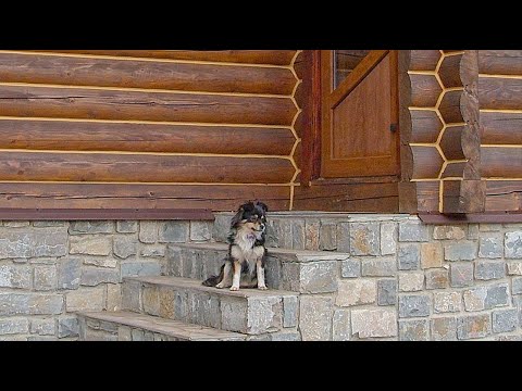 Abandoned Dog Waiting Near Door for Days in Hope her Owner Come Back for Her