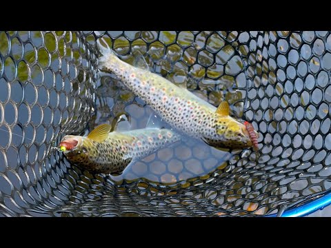 За ДИКОЙ ФОРЕЛЬЮ из МОСКВЫ!!! ОХОТА ЗА ПЯТНАМИ! Кто ищет – тот найдет!