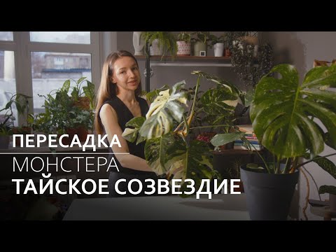 Монстера Тайское созвездие: пересадка и черенкование