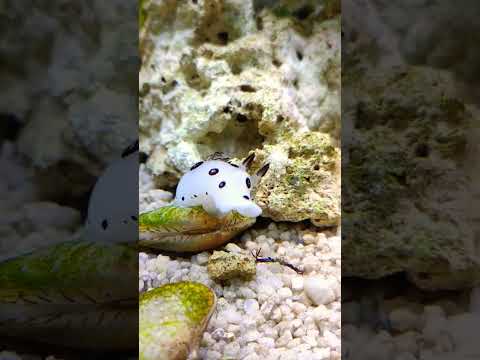 Почему этот морской слизень так популярен