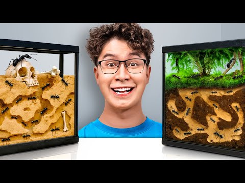 Best Ant Colony Wins $1,000