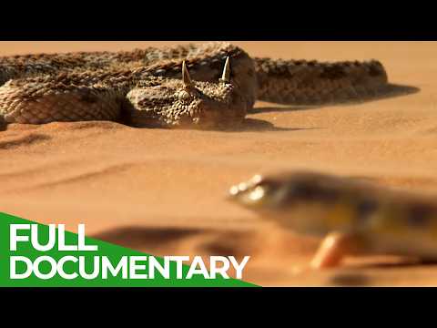 Wild Frontier – Deserts of the Middle East | Free Documentary Nature