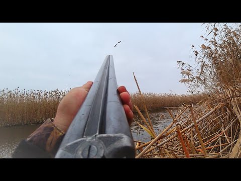With Grandfather's Gun into the Reed Taiga. Thousands of Migratory Ducks Winter Here. Duck Huntin...