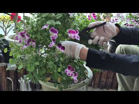 꽃이 다 지고 나면 꼭 해줘야 되는 리갈계 제라늄