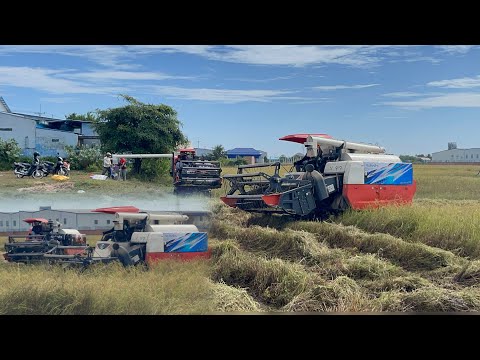 Standing rice harvest good