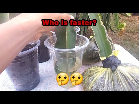 Dragon Fruit - First time experimenting with 3 ways to create roots - pitahaya