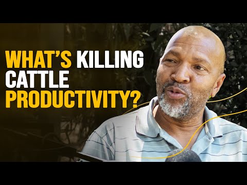 Cattle Production Done Properly This Breeding Season | What Every Farmer Must Know!