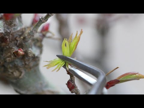 必ず行う大切な作業　モミジ盆栽の芽摘み