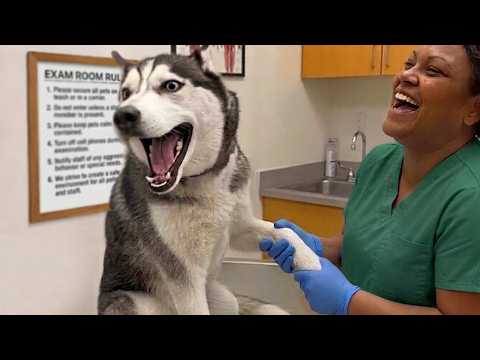 Overdramatic Dogs Face Off With the Vet for the First Time Ever! 😂