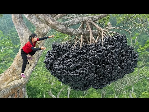 Harvest 1000+ Kg Palmyra Palm Fruit Climb Tall Tree Goes to market Sell | Susan Daily Life