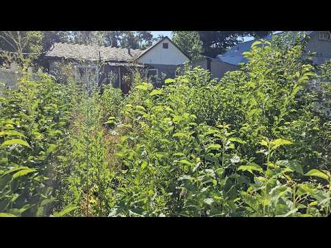 Before Mowing, He Told Me to Check for People in the Backyard...