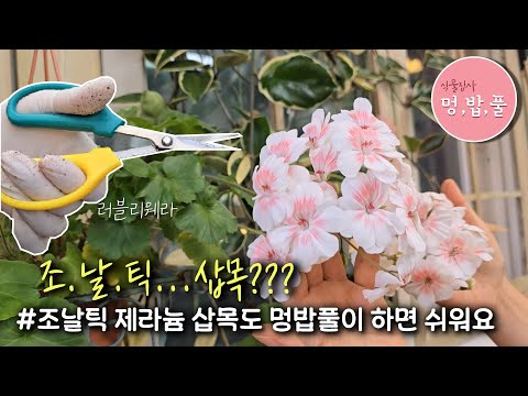 제라늄,조날틱제라늄삽목 #러블리웨라삽목 #멍밥풀조날틱제라늄삽목