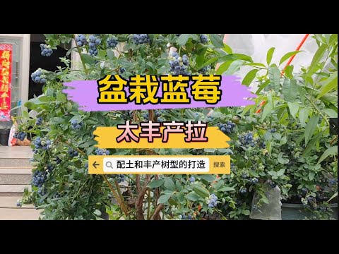 盆栽蓝莓配土的3种方法和高产树形的打造，新手都能种好蓝莓！