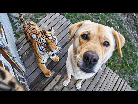 КОГДА ДОМАШНИЕ ЖИВОТНЫЕ ПРИВОДЯТ ДОМОЙ НОВОГО ДРУГА