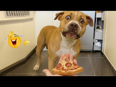 HILARIOUS DOGS Being Weird 🤪 NEW Funniest Dogs Video 2026