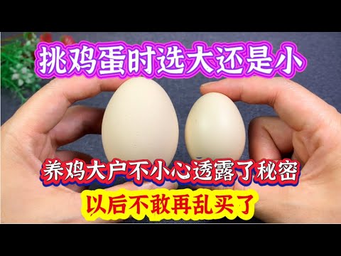 选鸡蛋挑大的还是小的?养鸡大户不小心透露了秘密,以后再不乱买