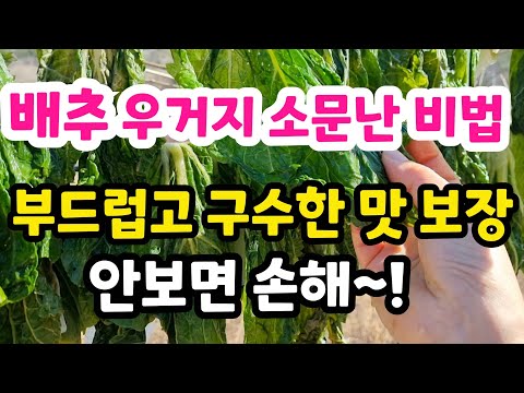 The famous secret recipe for cabbage kimchi: Guaranteed savory and soft taste. How to store shiit...