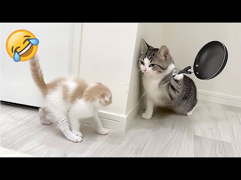 Lustigste Tiervideos 😹🐶 Sehr lustige Katzen & Hunde 2025 🤣 Teil 4
