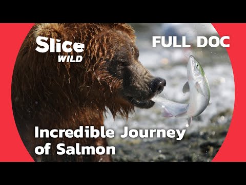 How do salmon travel between rivers and the sea? | AI | Full Documentary