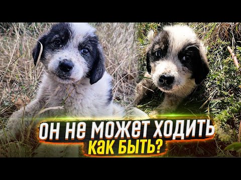 ❗SOS❗Массово Выкинули щенят за город, один не может ходить 😱. СРОЧНО ищут добрые руки