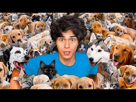 I Adopted 100 Dogs!